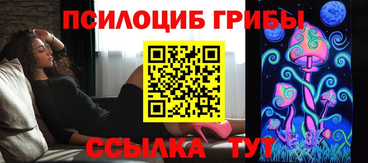 Тайшет  Галлюциногенные грибы Cubensis  наркотики  Вход с VPN 